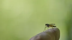 Připravte si levný repelent z běžných surovin a rozlučte se s komáry